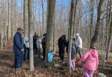 Les francophones se rassemblent à l’érablière